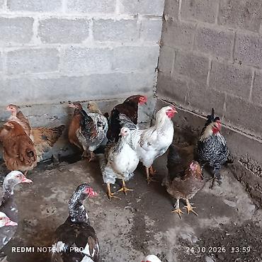 куда можно отдать кошку в бишкеке: Продаю | Куры, Петух | Домашняя | На забой, Для разведения — 2