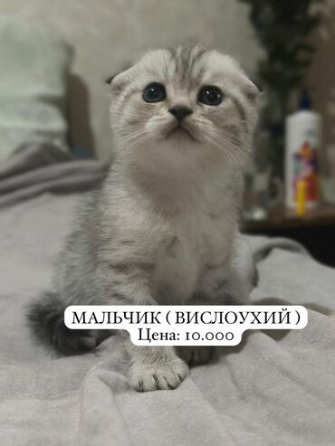 котята рэгдолл: Продаются очаровательные шотландские котята ( ДЕВОЧКИ И МАЛЬЧИКИ )