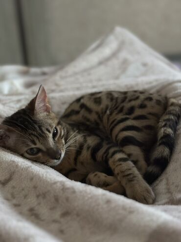 сколько стоит американская короткошёрстная кошка: 🐆 Бенгальский котик, 7 месяцев — почти даром! Ищем заботливого
