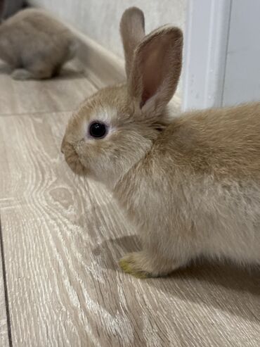 фландр кролик купить: Остался один малыш, рыжего окраса. Львиноголовый🐰🥰