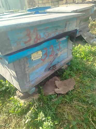 quzu qiyməti: 40-a yaxın arı ailəsi satılır. Qiymət razılaşma yolu ilə müəyyən — 1