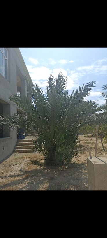 palm beach иссык куль: Palma ağacı satılır. Real şəxslər əlaqə saxlasın. Wp ve ya zeng