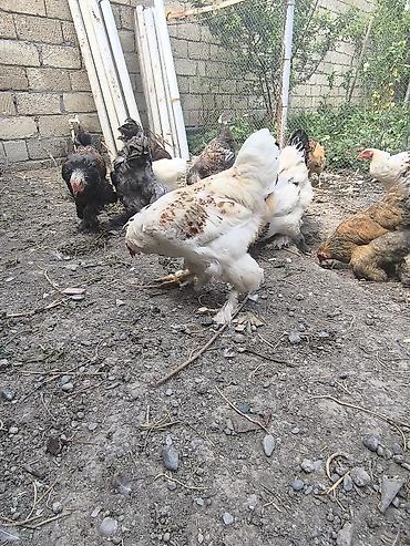 qaz toyuq: Satılır: lələkli ayaqlı yerli toyuq-xoruzlar (Brahma tipli) — 10