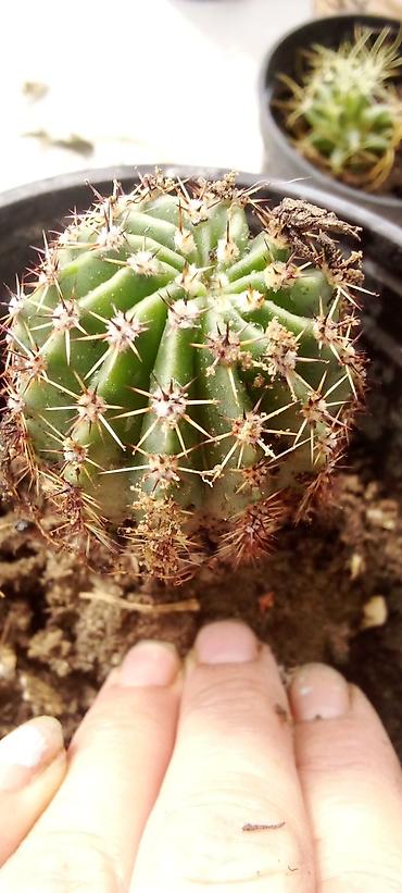 Kaktus: Kaktusi — 6