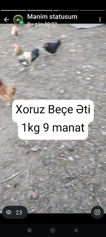 it növü: Xoruzlar — 1