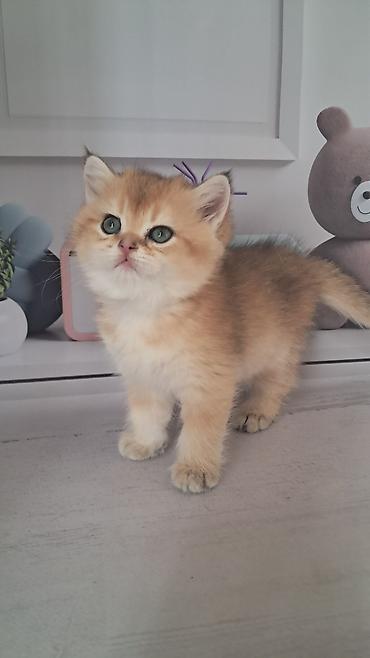 котятя: Британская короткошёрстная, 2 месяца, Девочка, Золотая шиншилла — 3
