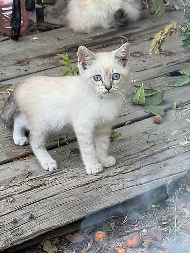 кошки свинкс: Отдам даром кошку-котенка в добрые руки! Они с голубыми глазами и — 1