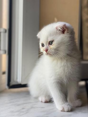 Кошки: Британская вислоухая, Самка, Самовывоз — 10