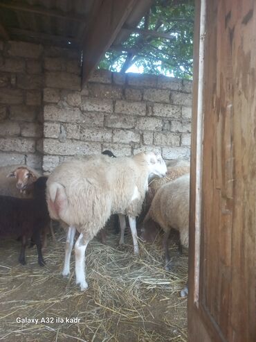 Qoyunlar, qoçlar: Qoç satılır .buynuzlu qoç 650 manata beyləqan 1000 manat sonudu.qoyun -da lalafo.az — 2 Qoyunlar, qoçlar: Qoç satılır .buynuzlu qoç 650 manata beyləqan 1000 manat sonudu.qoyun — 2