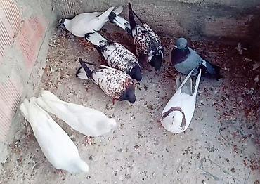 ordək satisi: Maşallah Qusdar hamısı satılır içinde 6 dene bala var bir göy tutulma — 1