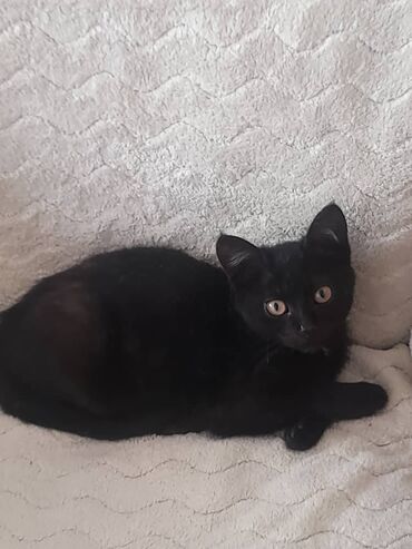 отдам кота я его боюсь: Кошка даром: Беспородная, Девочка