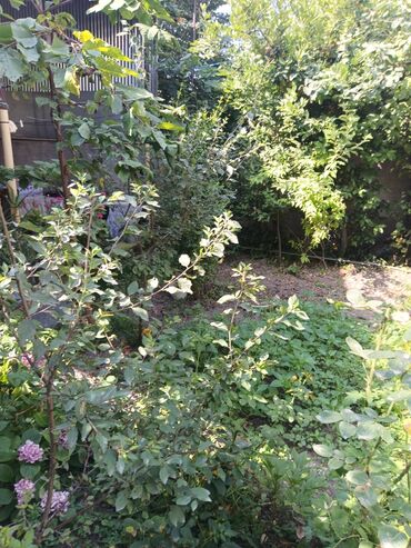 Həyət evləri və villaların satışı: 6 otaqlı, 140 kv. m, Kredit yoxdur, Orta təmir -da lalafo.az — 22 Həyət evləri və villaların satışı: 6 otaqlı, 140 kv. m, Kredit yoxdur, Orta təmir — 22