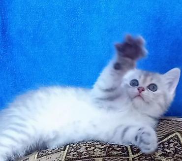 pişik ağ: Tabbi, Dişi, Yaxşı əllərə, Ünvandan götürmə — 2