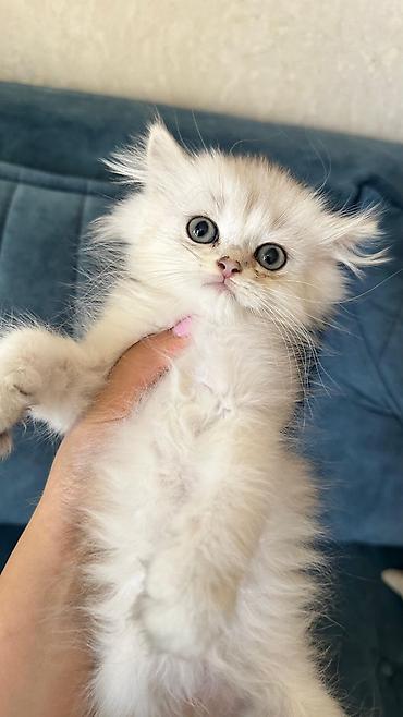 Pişiklər: Şotland — 11