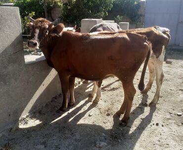simmental ineklerin satisi: Dana, buzov, Dişi, Simental, ay: 1, 100 kq, Damazlıq, Ətlik, Ünvandan götürmə, Ödənişli çatdırılma