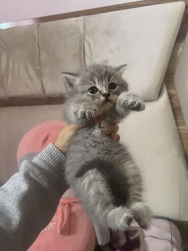 Шиншилла, Самка, Бесплатная доставка
