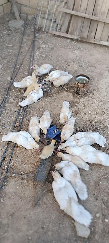 17 eded hami 200azn unvan Saray qesebesi lalafo.az -da — 6 17 eded hami 200azn unvan Saray qesebesi — 6