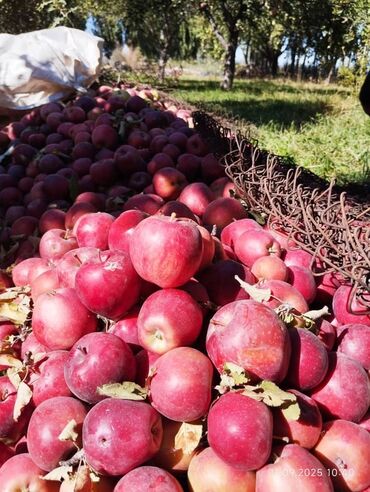 кукуруза попкорна: Яблоки Оптом
