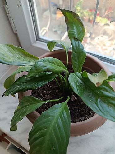dibcək gulləri ev gulleri ve adlari: Spathiphyllum (Sülh zanbağı) – otaq bitkisi 8 AZN satilir. Gülü balaca — 1
