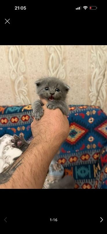 Pişiklər: Boz rəngli balaca pişik balası - Cins/Tip: Boz, qısa tüklü balaca — 2