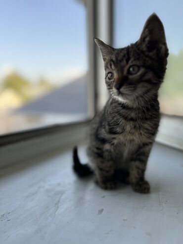 купить британского короткошерстного котенка: Котенку один месяц, приучен к лотку. 
Отдаю в добрые руки