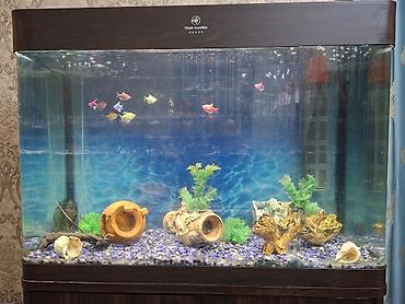 аквариум токмок: Аквариумный комплект Claier Aquaria. - Прямоугольный аквариум — 1