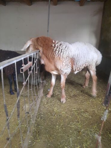 тоок хайлайн: Сатам | Кочкор (эркек) | Көбөйтүү үчүн | Асыл тукумдуу