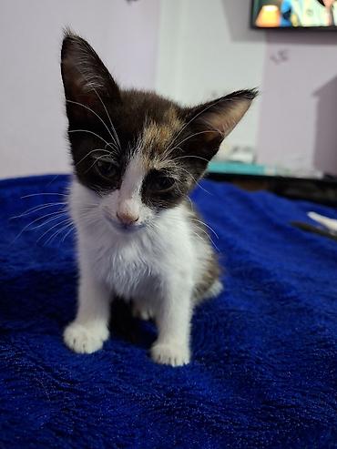 серые котята: Отдаю котят . Пишите пожалуйста на вотцап На выбор два окраса: - — 10
