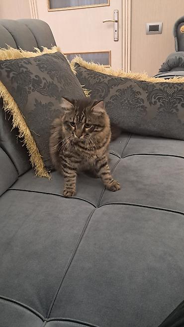 Pişiklər: Meyn-kun, Erkək — 1