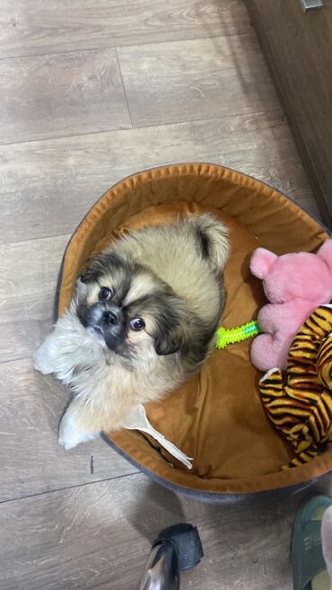 Собаки: Пекинес, 3 месяца, Самец, С прививками, Самовывоз