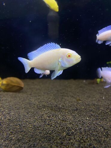 Аквариумы: Green Aqua — рыбки и растения для аквариума 🐟🌿 ▪️ Пресноводные рыбки и — 10