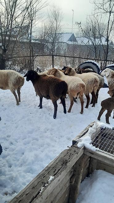 Баран, овца: Продаю | Овца (самка) | Полукровка | Для разведения | Племенные — 18