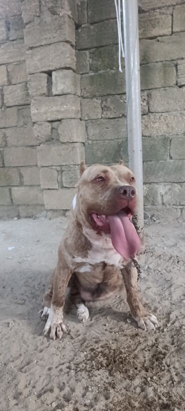 İtlər: Pitbul, 2 il, Erkek, Peyvəndli, Ünvandan götürmə