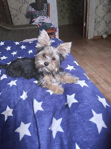 york terrier: Yorkşir teryer — 3