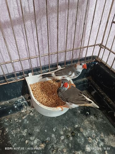Amadinlər: Erkek zebra amadinlər satılır qızğın quşlardı 1 i 15 m endirim yoxdu