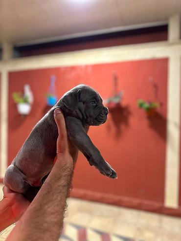 cane corso yavru: Kane-Korso, 1 ay, Erkək, Peyvəndli, Pulsuz çatdırılma — 2