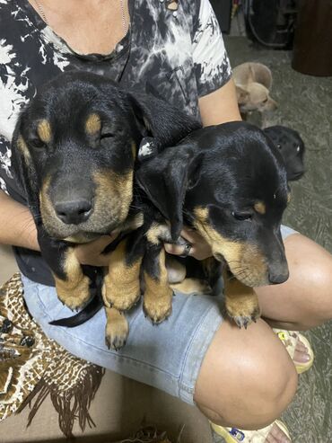 щенки пекинеса купить: Такса, 3 месяца, Самец, С прививкой