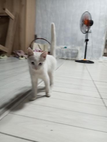 коты белый: Кошка даром: Беспородная, 3 месяца, Мальчик, Приучена к лотку — 2