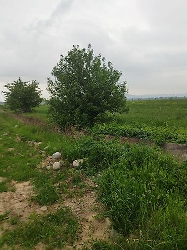 село арчалы: 106 соток, Для сельского хозяйства, Договор купли-продажи — 3