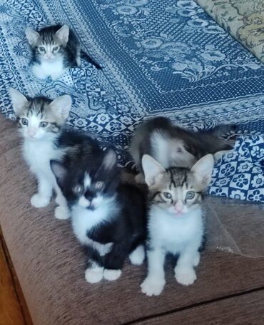 Pişiklər: Erkək, Yaxşı əllərə — 10