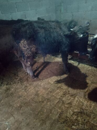 Коровы, быки: Продаю | Музоо, торпок | Полукровка | На откорм | Привязанные — 3