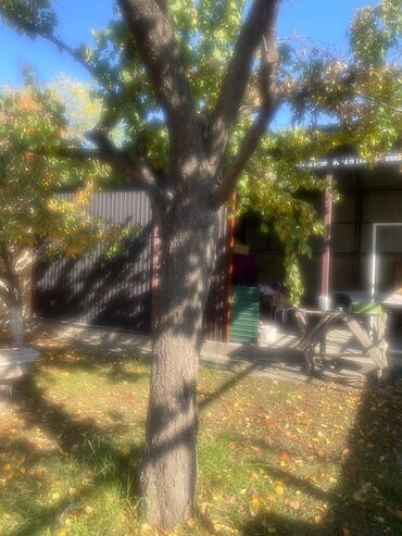 орех лес: Дрова Самовывоз at lalafo.kg орех лес: Дрова Самовывоз