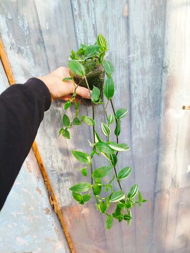 набор инструментов бишкек цена: Кактустар