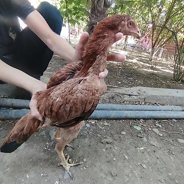 etlik inek cinsleri: (Birincisi.Masallah)Allahin salamı olsun,Heyvan tecili satılır fərqdir — 2