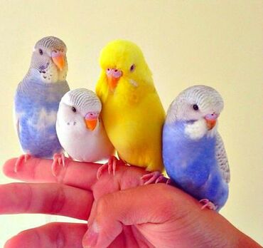 Птицы: Попугайчики волнистые хорошо учатся говорить и приручаются к рукам