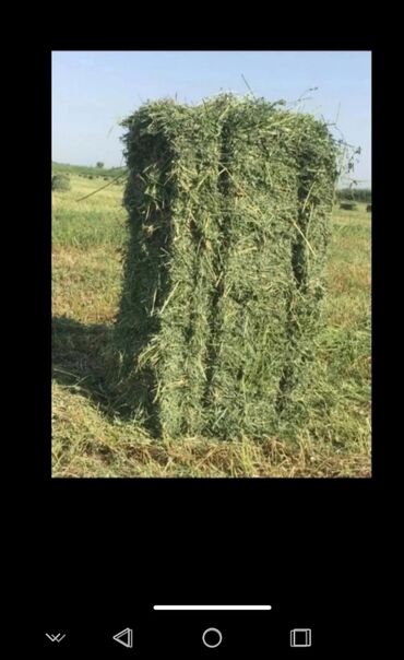Зерновые культуры: Самовывоз