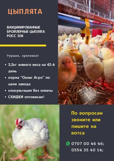 купить инкубационные яйца индюков биг 6: Продаются бройлерные цыплята РОСС 308. Вакцинированные