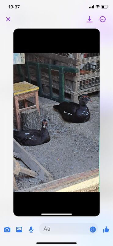 paket maica na bretele: Smaragdne patke Divlje mosusne Nilske guske bele Nilske guske zute