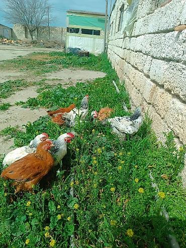 yerli qaz: Toyuq, Damazlıq, Ödənişli çatdırılma — 4