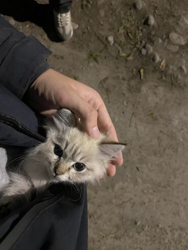 абиссинская кошка: цена: 2 айлык, Ургаачы, Лотокко барууга үйрөтүлгөн